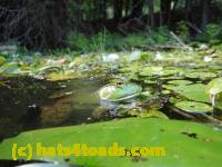 /home//u458753944/public_html/sourcegallery//Frogs/Bullfrogs 2016-08 Ontario/P8081397.JPG